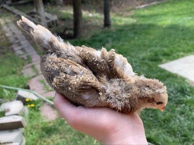 Barnyard Mix Chick