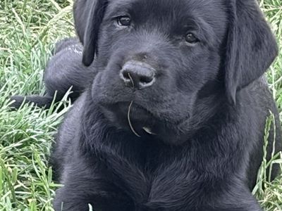 AKC ENGLISH LAB PUPPIES LABRADOR