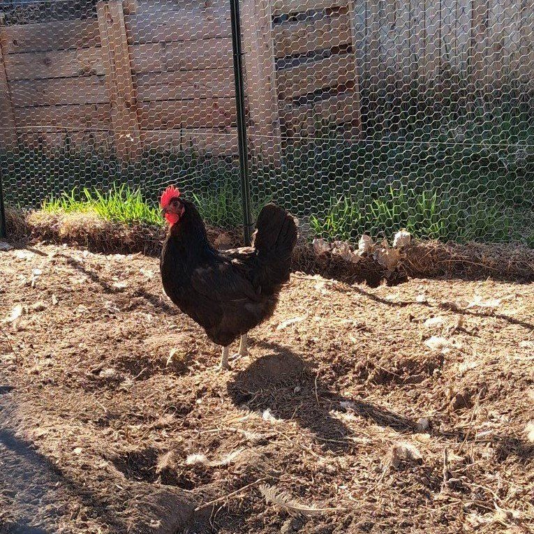 FREE Hen (Black Sex Link?)