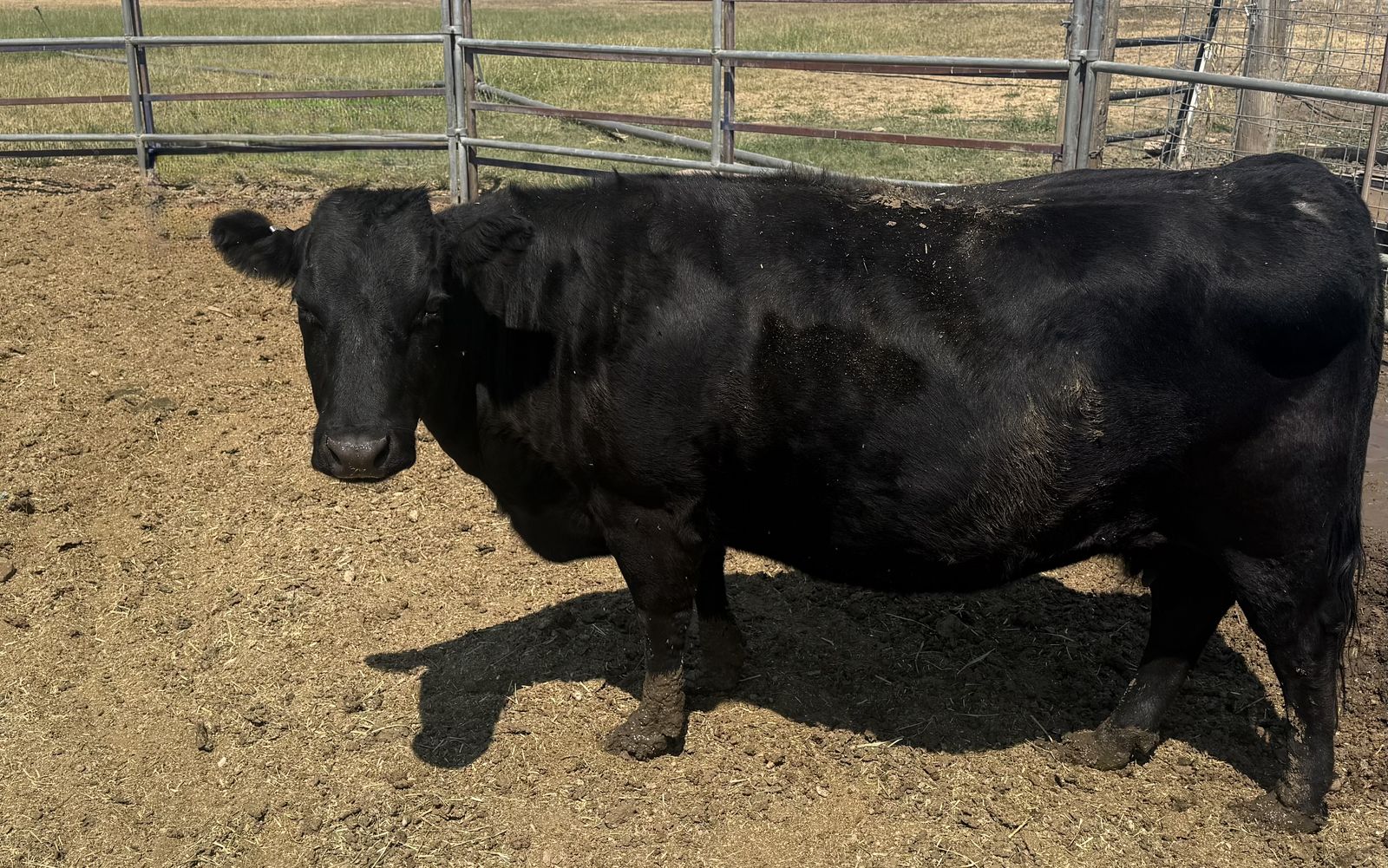 5 year old Dexter cow