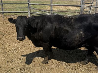 5 year old Dexter cow