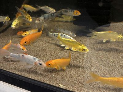 Small Koi
