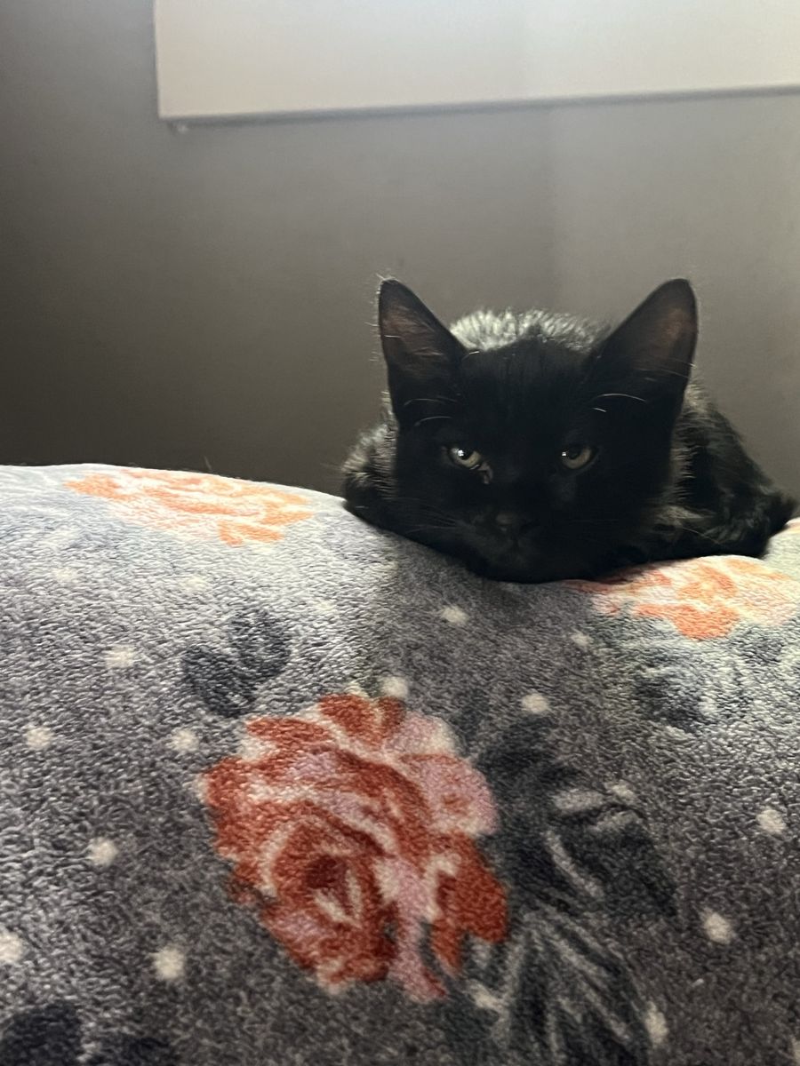 Hypoallergenic Russian blue mixes!