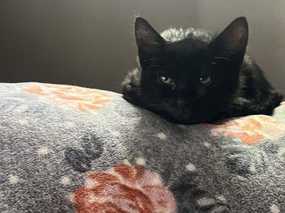 Hypoallergenic Russian blue mixes!