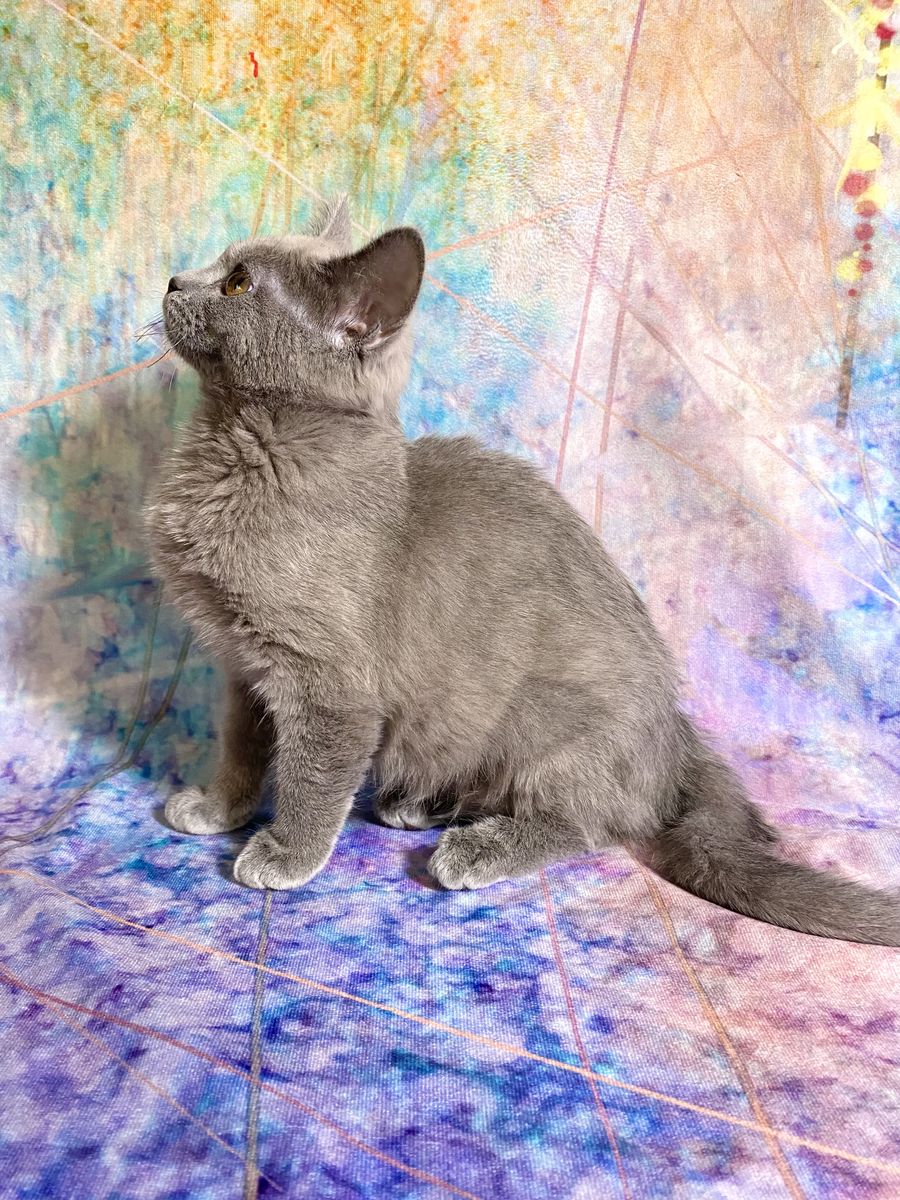 3 teen kittens!! TICA Ragdoll x British Shorthair x Bengal  • Fixed, Shots, Vet checked, Ready now!
