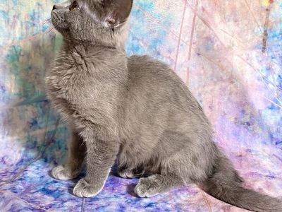 3 teen kittens!! TICA Ragdoll x British Shorthair x Bengal • Fixed, Shots, Vet checked, Ready now!