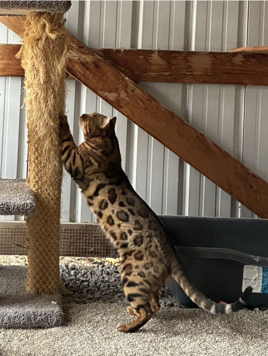 Elite Bengal stud