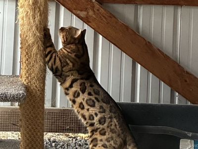 Elite Bengal stud