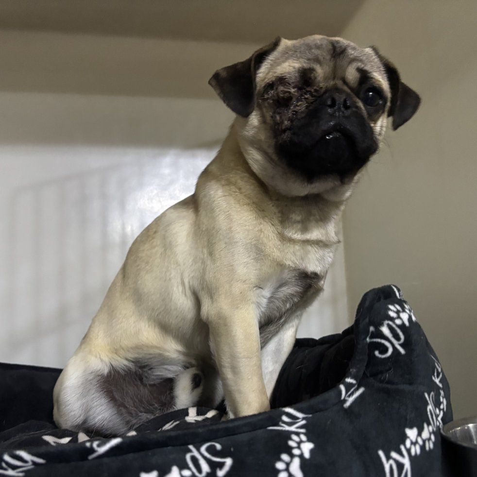 Meet Pugsly — the one-eyed wonder with a brand new lease on life!
