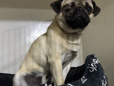 Meet Pugsly — the one-eyed wonder with a brand new lease on life!