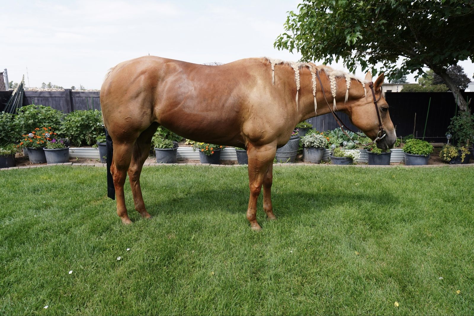 8-Year-Old Palomino Quarter Horse Mare