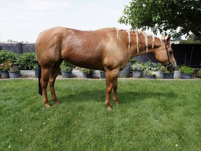 8-Year-Old Palomino Quarter Horse Mare