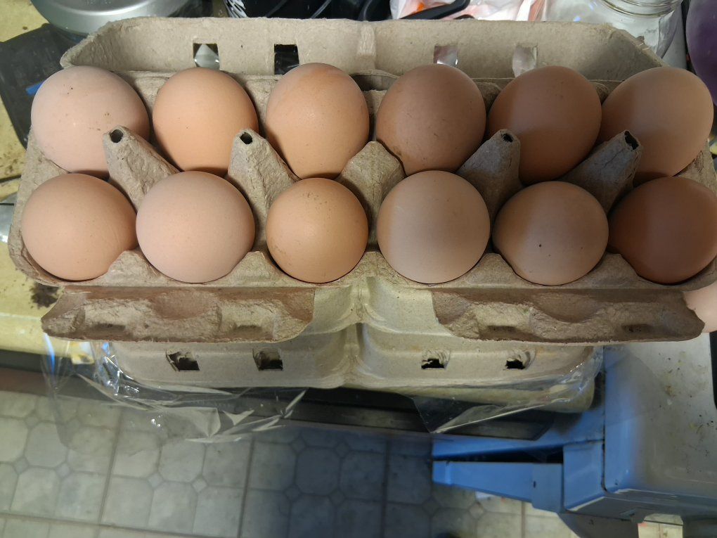 Farm fresh eggs!