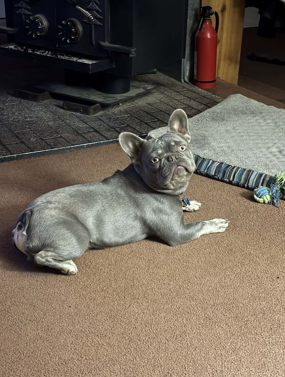 Male French Bulldog