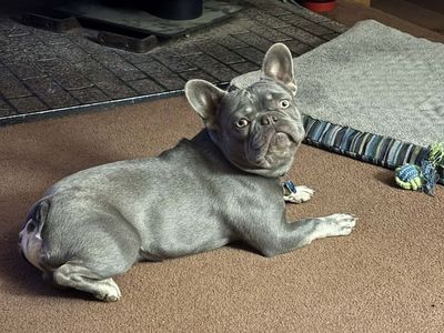Male French Bulldog