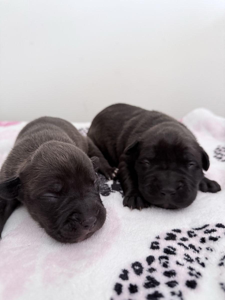 Cane corso X Pitbull Puppies