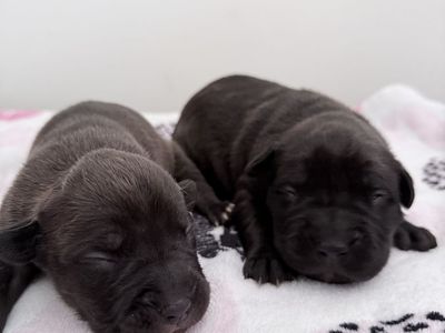 Cane corso X Pitbull Puppies