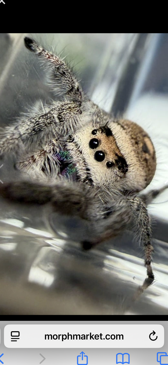 Regal jumping spider with egg sack