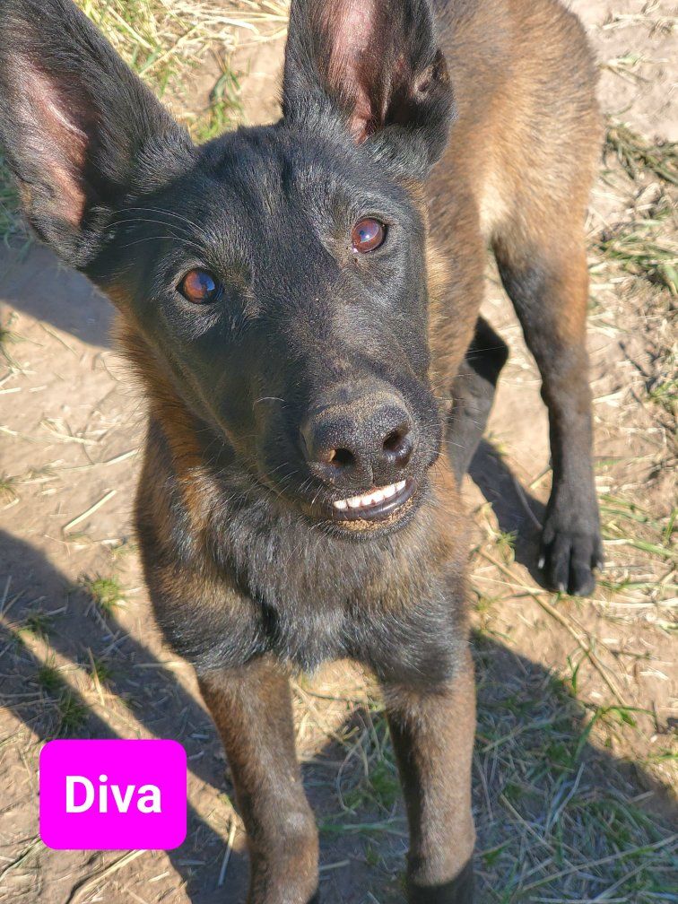 belgian malinois