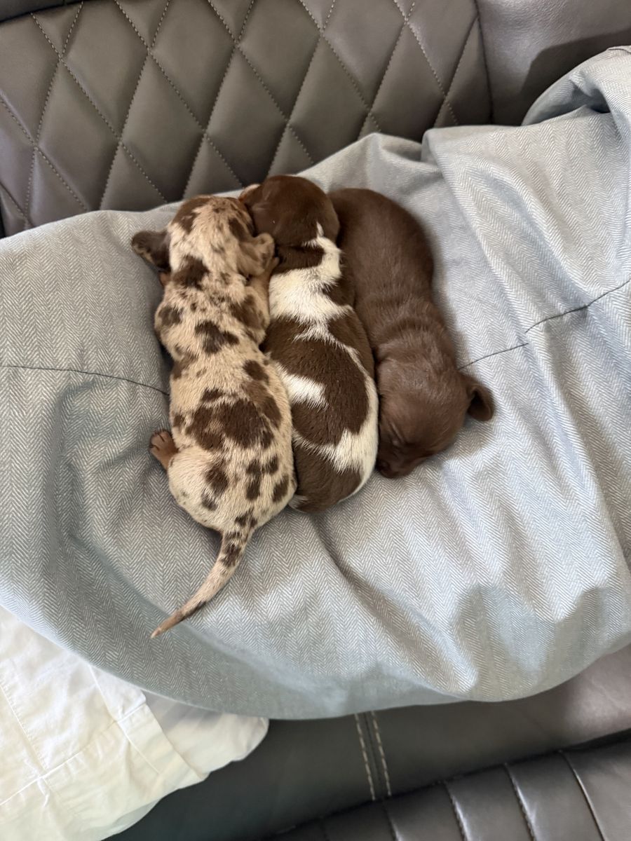 Mini dachshund puppies