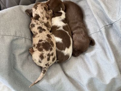 Mini dachshund puppies