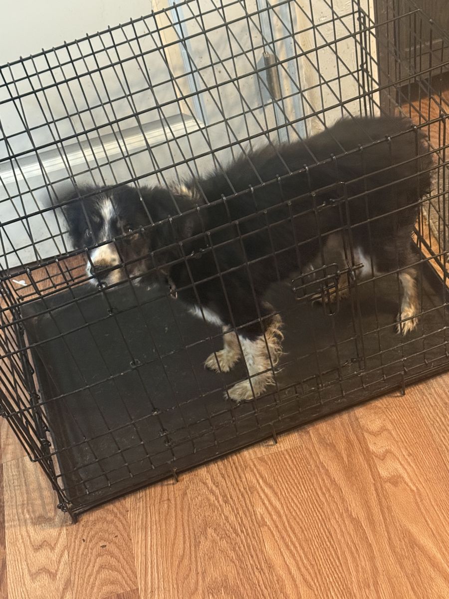 Cute Puppy Seeking Forever Home - Playful & Loving