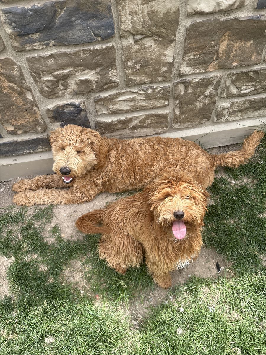 Mini Golden Doodles For Sale