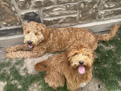 Mini Golden Doodles For Sale