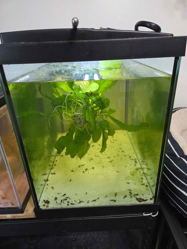 3 20 gallon shrimp tanks, 1 10 gallon tank, and 1 20 gallon snail/grow out tank! All working perfect and great GH/KH/TDS