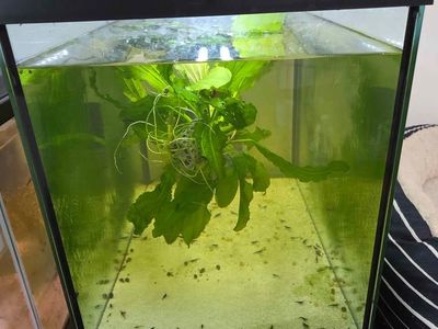 3 20 gallon shrimp tanks, 1 10 gallon tank, and 1 20 gallon snail/grow out tank! All working perfect and great GH/KH/TDS