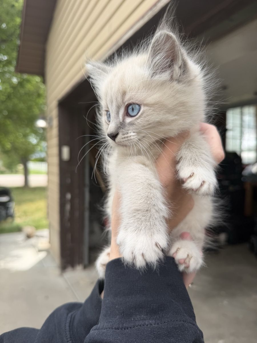 9 week old kittens