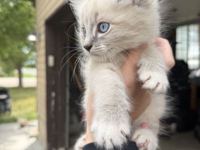 9 week old kittens