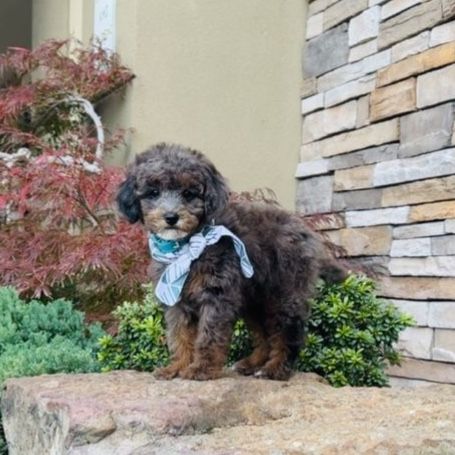 AKC- rare - adult- mini poodle stud for sale