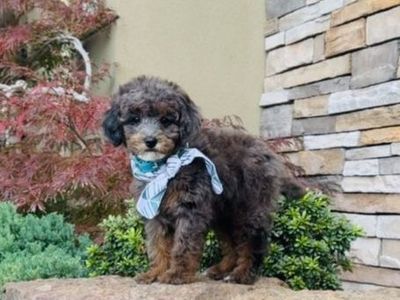 AKC- rare - adult- mini poodle stud for sale