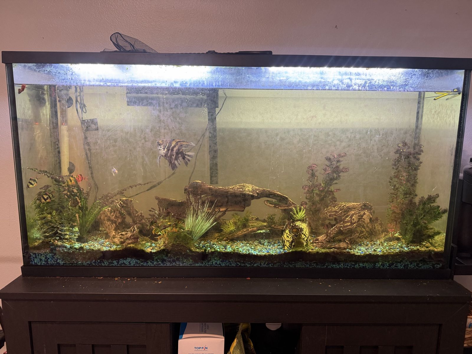 55 Gallon Fish Tank and Stand Must Go This Weekend!!!