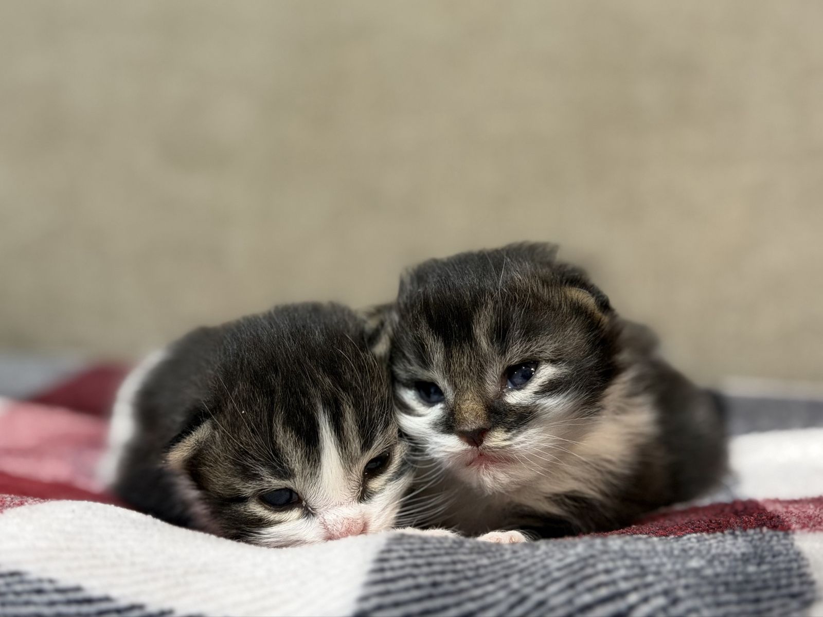 Adorable fluffy kittens
