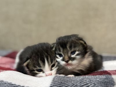 Adorable fluffy kittens