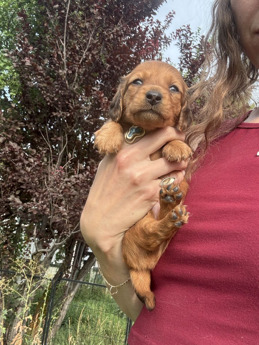 AKC Long Hair Mini Dachshund Female