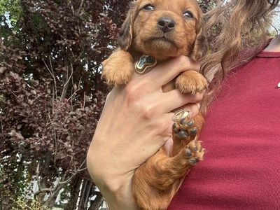AKC Long Hair Mini Dachshund Female