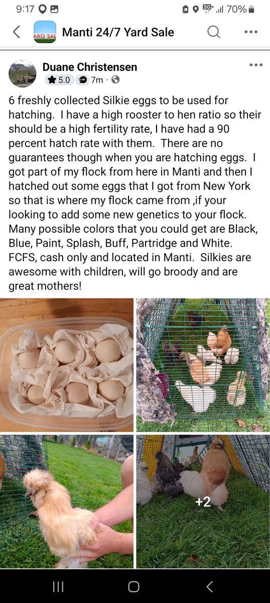 Silkie Hatching Eggs!