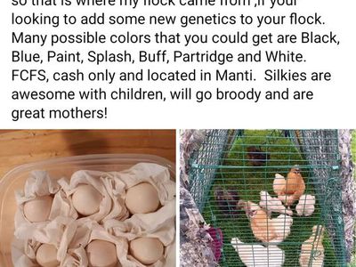 Silkie Hatching Eggs!