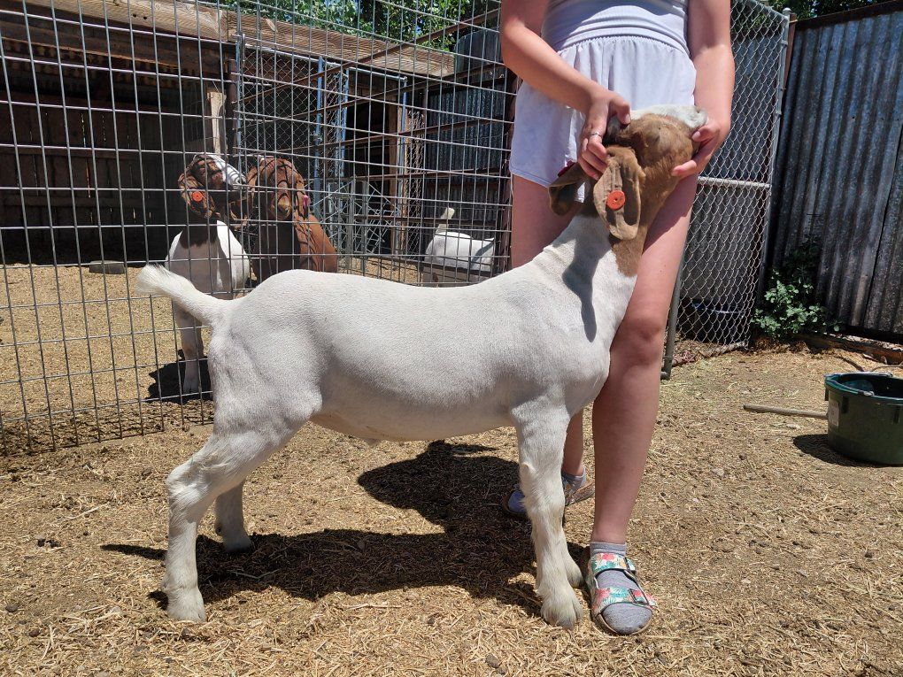 Boer Show Weather