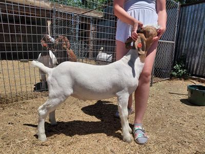 Boer Show Weather