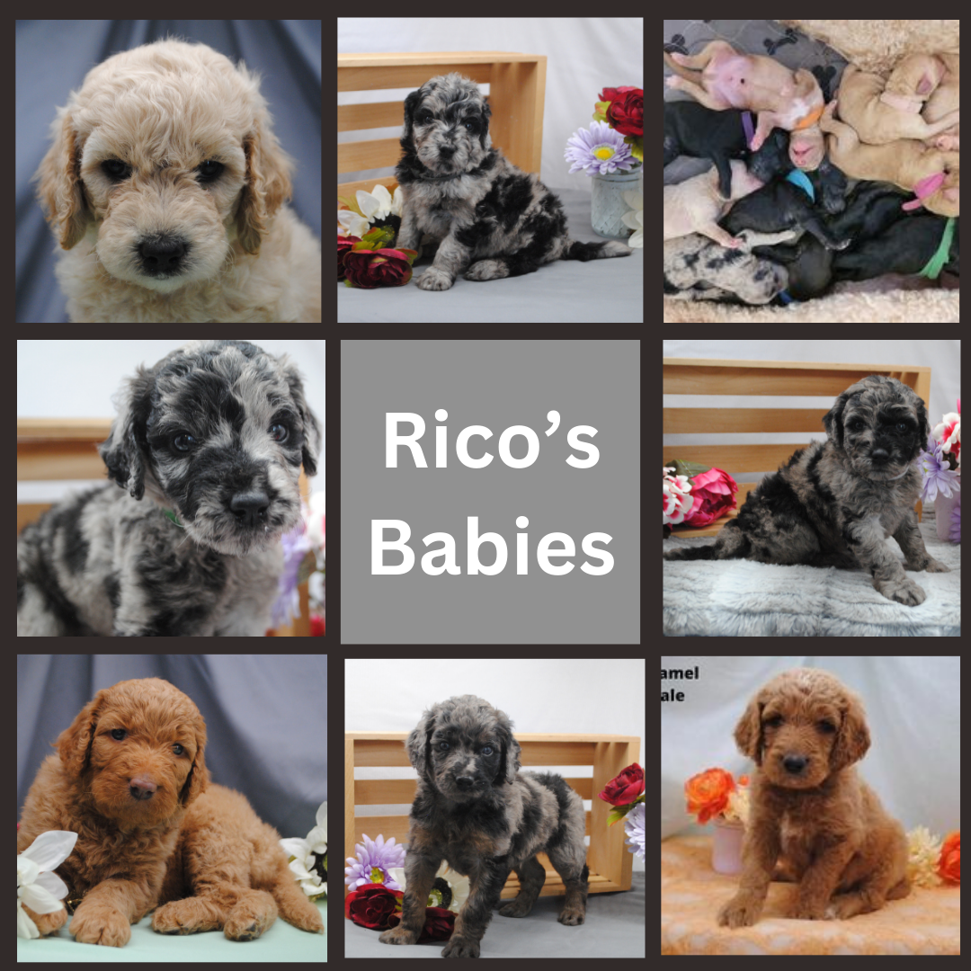 Merle Golendoodle Golden Doodle Stud Poodle 32lbs Health Tested Clear