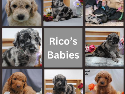 Merle Golendoodle Golden Doodle Stud Poodle 32lbs Health Tested Clear