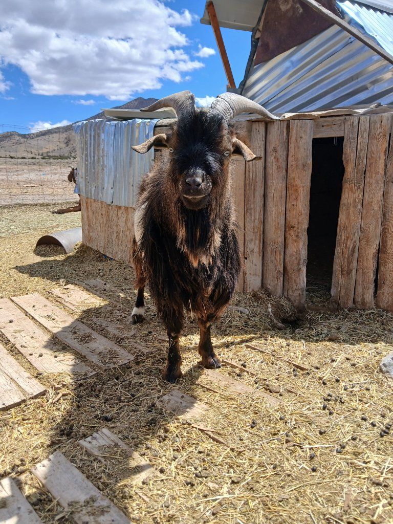 Friendly Billy Goat - Proven Breeder, Excellent Companion, Ready for New Home!