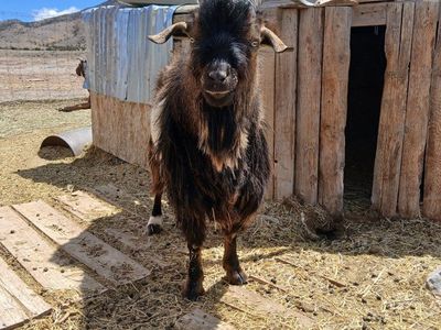 Friendly Billy Goat - Proven Breeder, Excellent Companion, Ready for New Home!