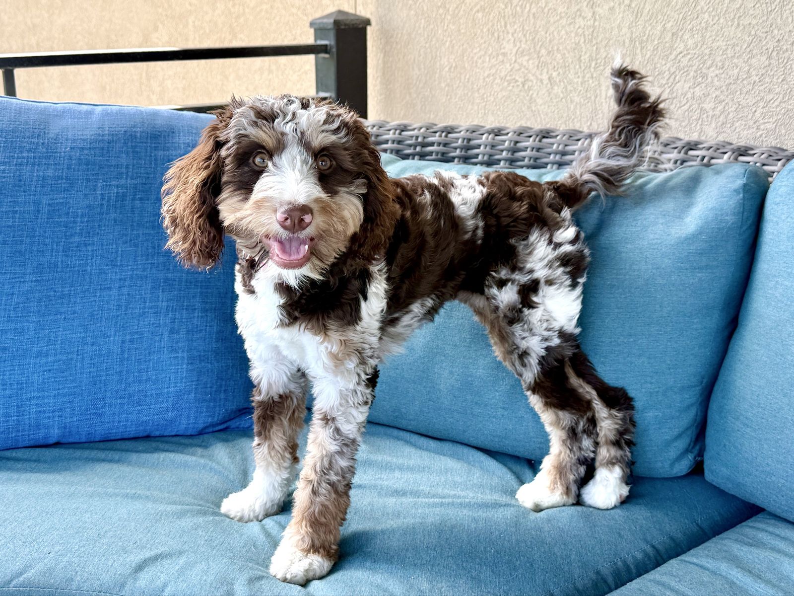 Mini Bernedoodle - 6 mo, chocolate Merle