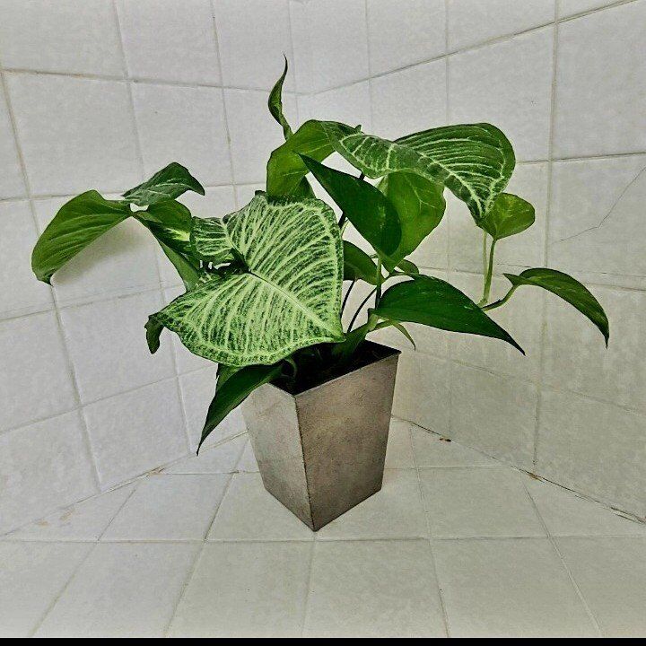 Plant in Silver Container