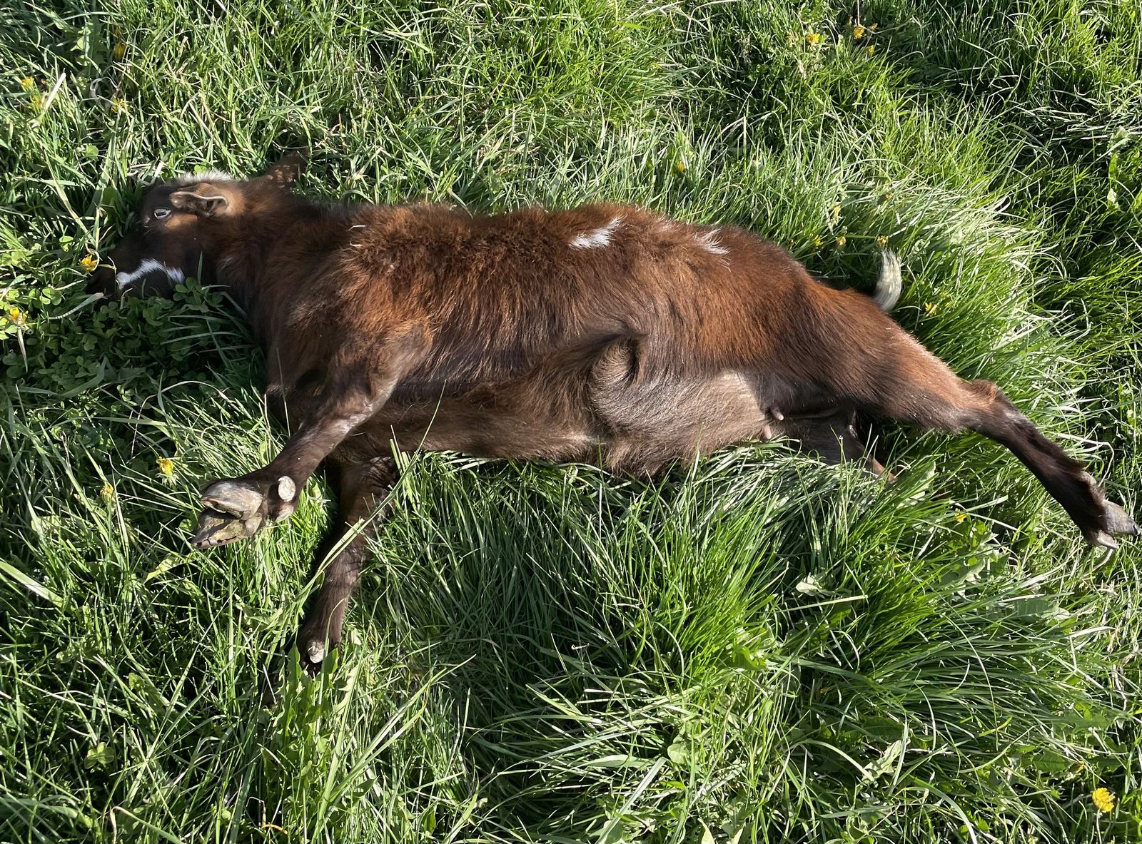 Short Hair YRLING Fainting Goat Does